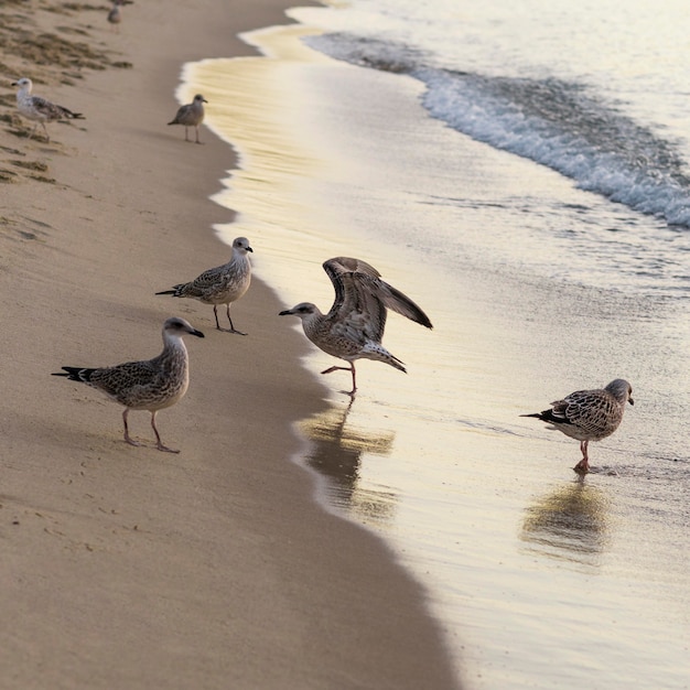 Concepto de estilo de vida de playa hermosa