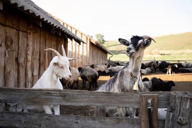Concepto de estilo de vida rural con cabras.