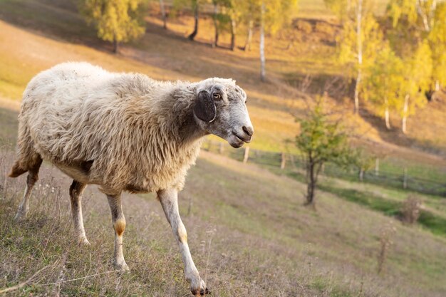 Concepto de estilo de vida rural con ovejas.