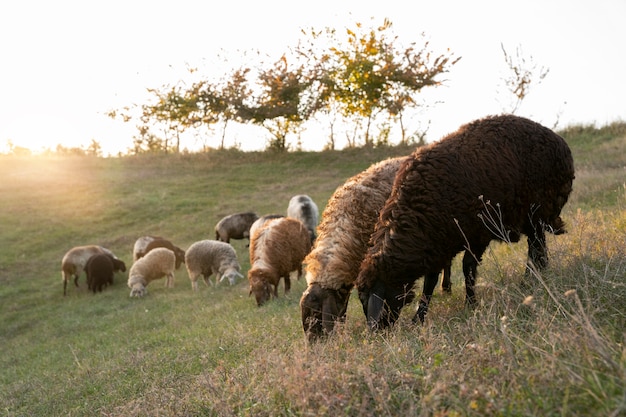 Foto gratuita concepto de estilo de vida rural con ovejas.