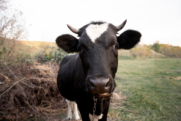 Foto gratuita concepto de estilo de vida rural con vaca