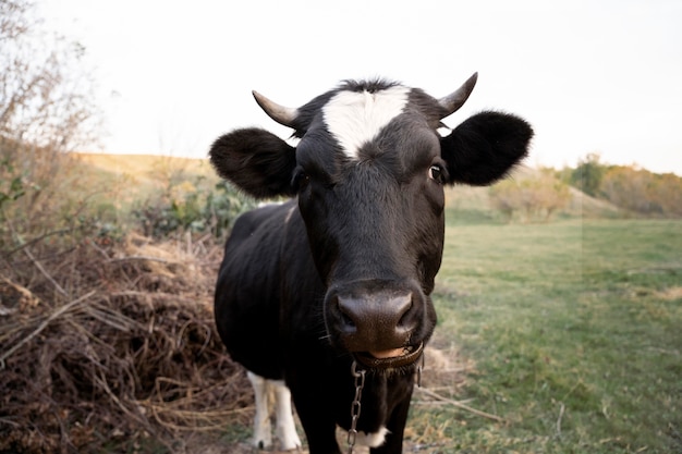 Concepto de estilo de vida rural con vaca