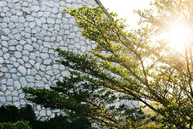 Concepto de la flora de la naturaleza de la rama de árbol