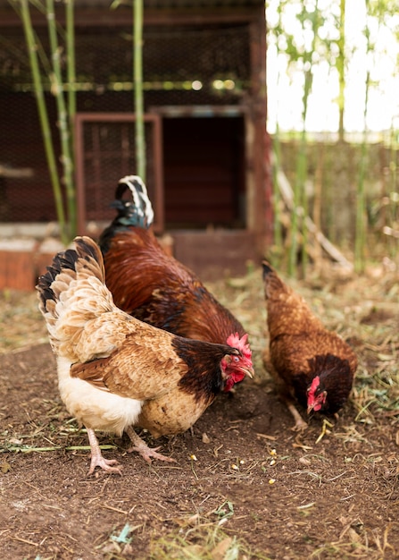 Foto gratuita concepto de granja con aves domésticas