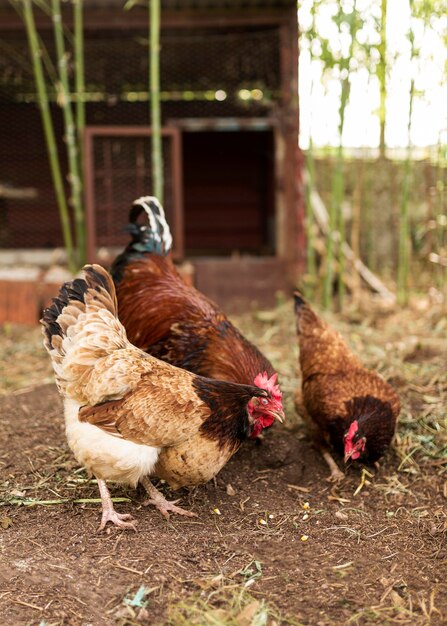 Concepto de granja con aves domésticas