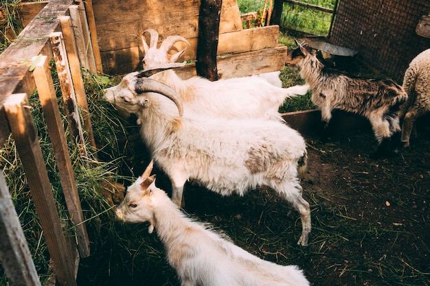 Concepto de granja con cabras
