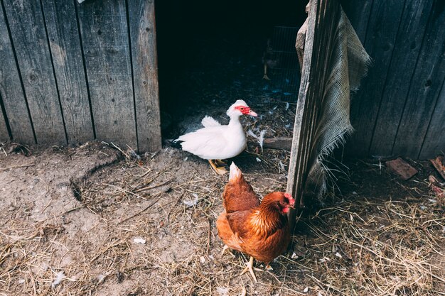 Concepto de granja con dos pollos