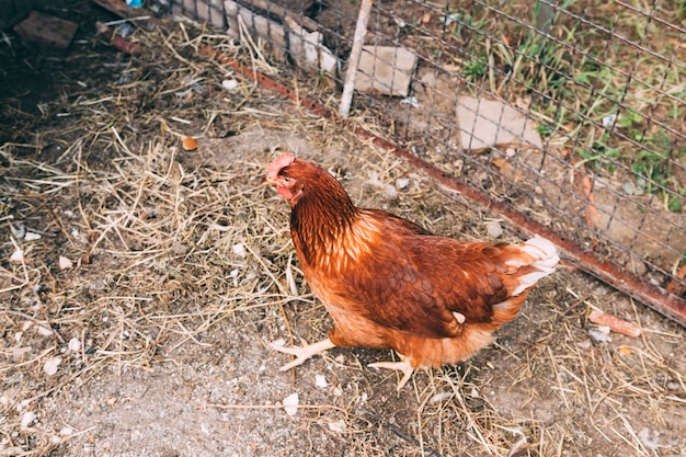 Concepto de granja con gallina