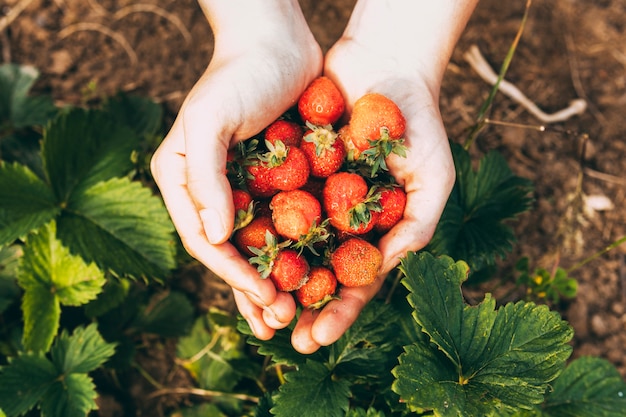 Concepto de granja con manos sujetando fresas