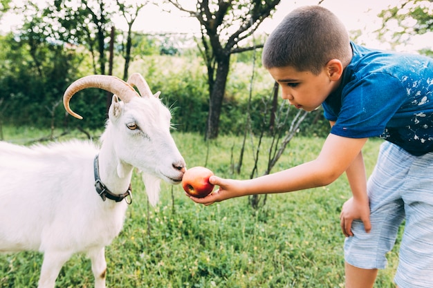 Concepto de granja con niño dando comida a cabra