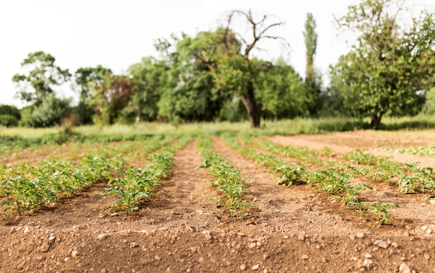 Concepto de granja con plantación