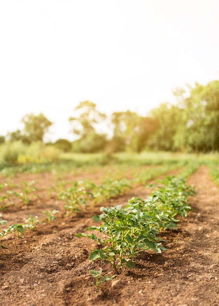 Concepto de granja con plantas verdes