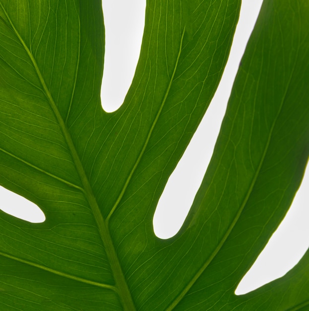 Concepto de hoja de follaje verde de primer plano