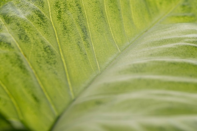 Concepto de hoja de follaje verde de primer plano