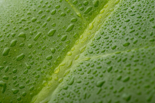 Concepto de hoja de follaje verde de primer plano