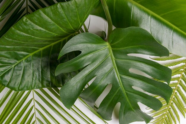 Concepto de hojas verdes naturales de primer plano