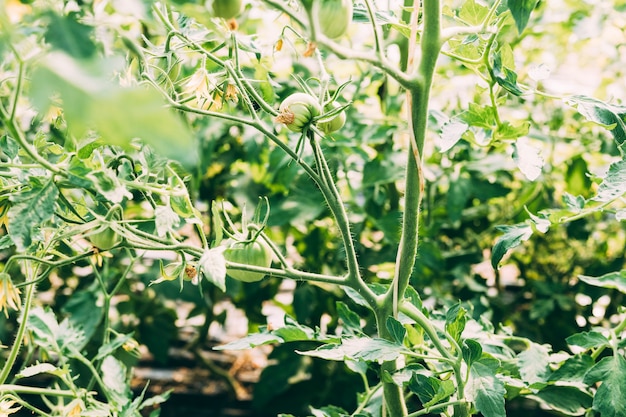 Concepto de huerta de cerca