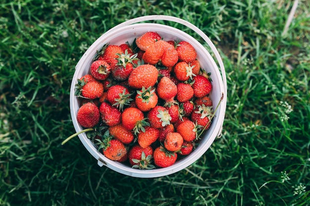 Concepto de huerta con fresas en cubo