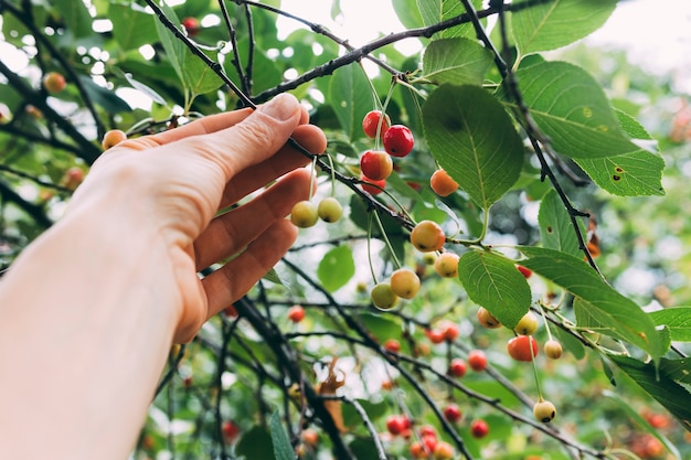 Concepto de huerta con mano cogiendo bayas