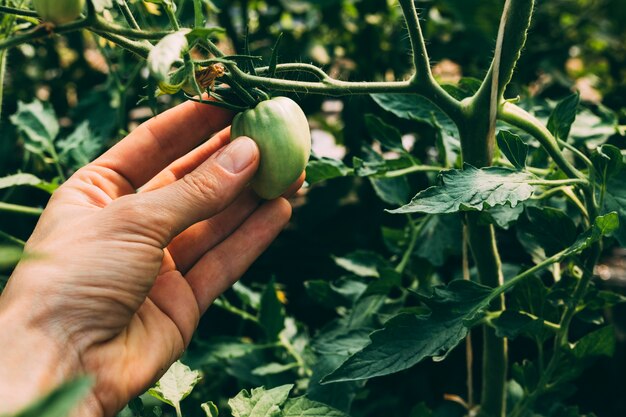 Concepto de huerta con mano controlando planta