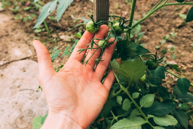 Concepto de huerta con mano