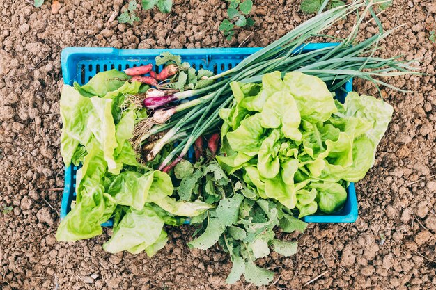 Concepto de huerto y granja con ensalada