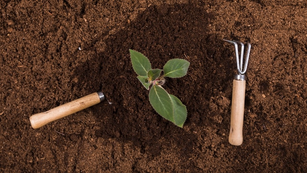 Concepto de jardinería flat lay