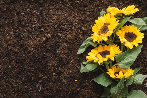 Concepto de jardinería con girasol y espacio a la izquierda