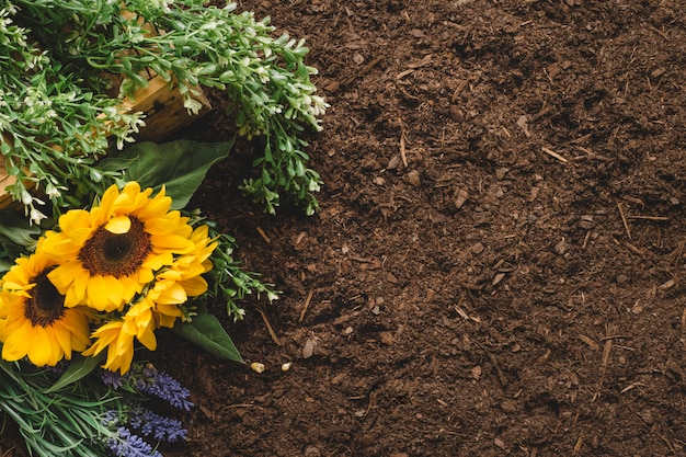 Concepto de jardinería con girasoles y espacio a la derecha