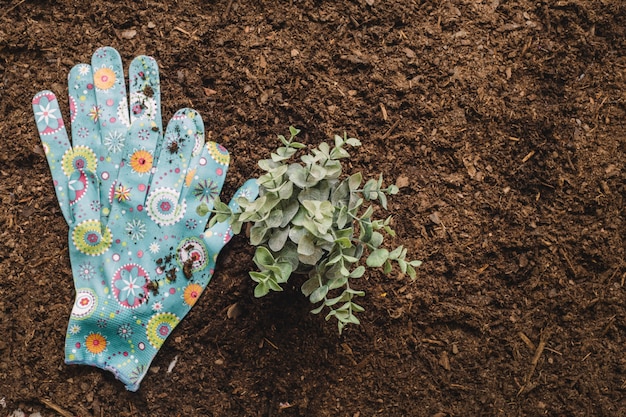 Concepto de jardinería con guantes al lado de planta