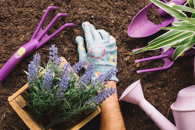 Concepto de jardinería con herramientas de jardinería y planta