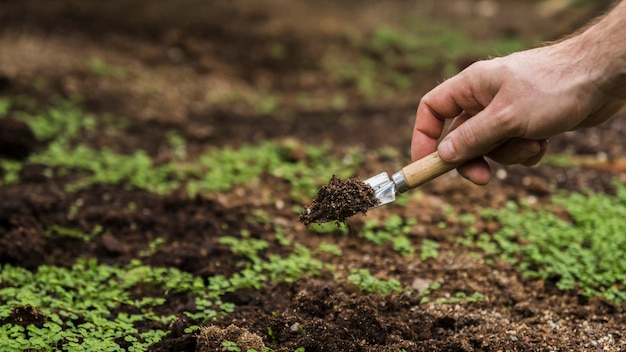 Concepto de jardinería con hombre plantando