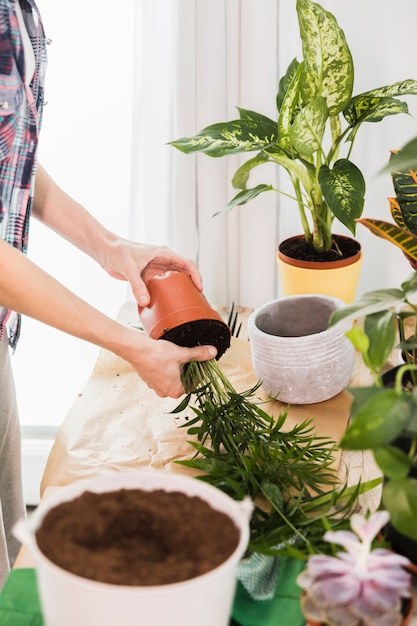 Concepto de jardinería con manos femeninas