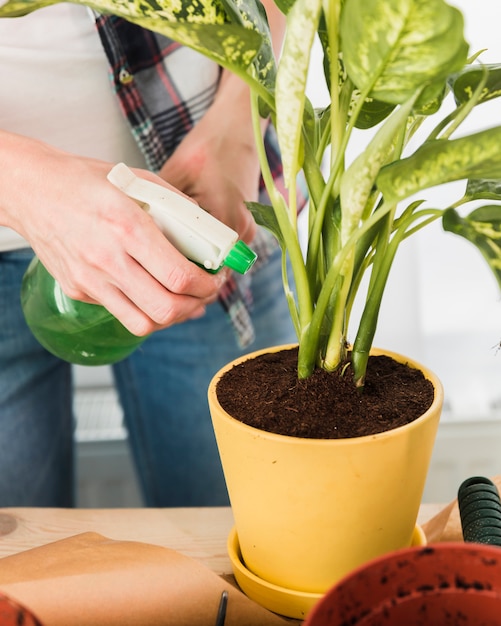 Concepto de jardinería con manos femeninas