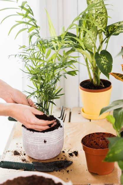 Concepto de jardinería con manos femeninas