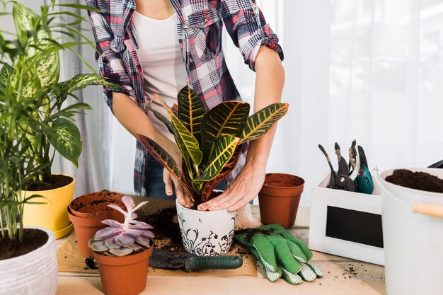 Concepto de jardinería con manos femeninas