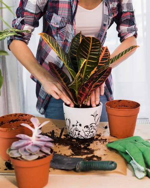 Concepto de jardinería con manos femeninas