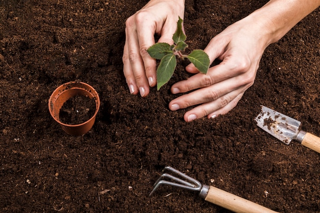 Foto gratuita concepto de jardinería con manos femeninas