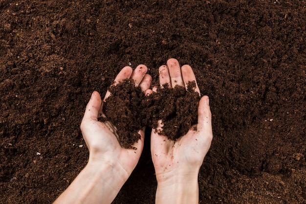 Concepto de jardinería con manos femeninas