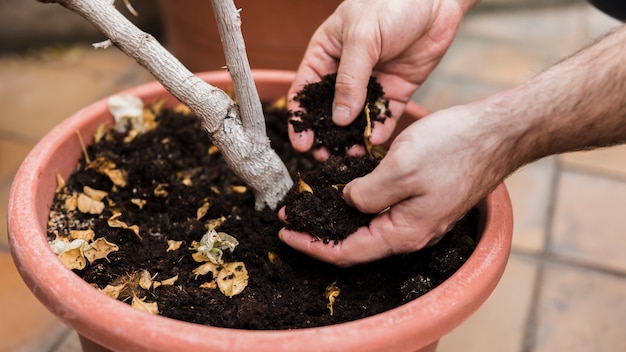 Concepto de jardinería con manos femeninas