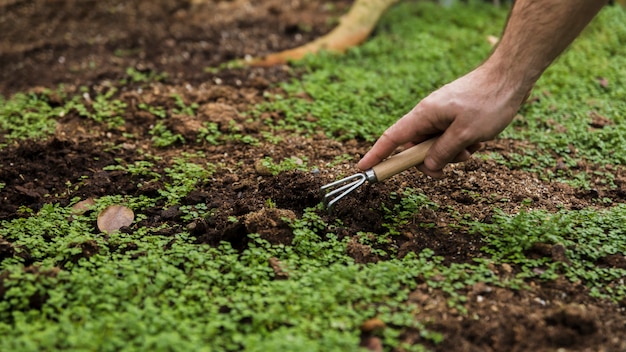 Concepto de jardinería con manos femeninas