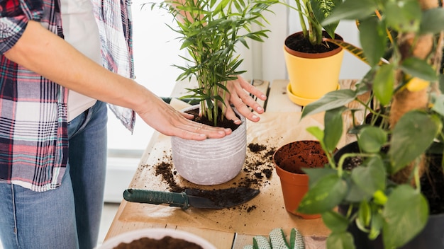 Foto gratuita concepto de jardinería con manos femeninas