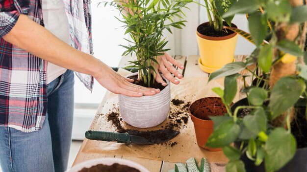 Concepto de jardinería con manos femeninas