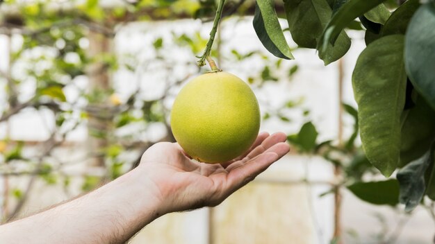 Concepto de jardinería con manos femeninas