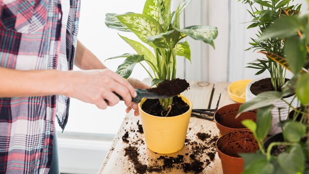 Concepto de jardinería con manos femeninas