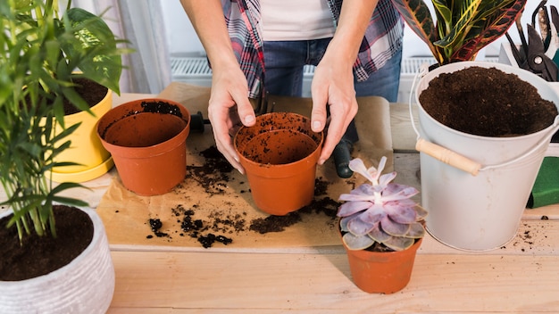 Concepto de jardinería con manos femeninas