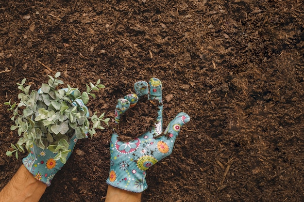 Concepto de jardinería con manos sujetando planta