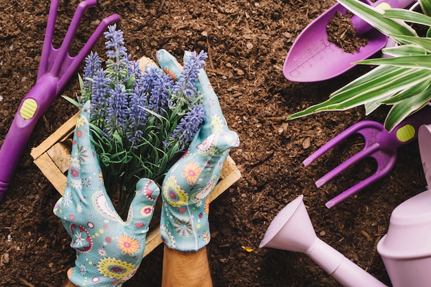 Concepto de jardinería con manos sujetando una planta