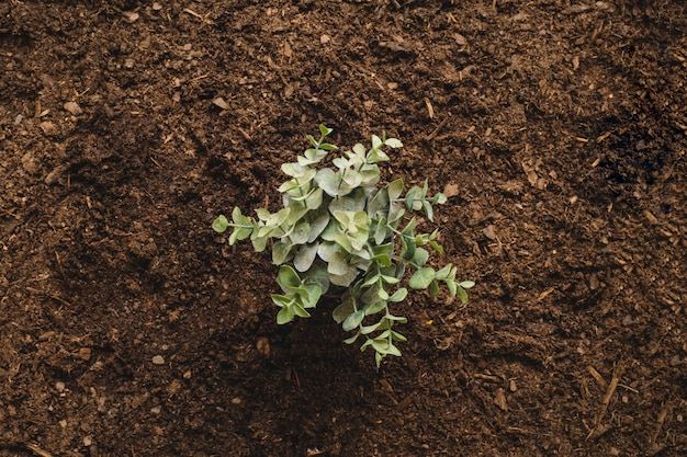 Concepto de jardinería con planta solitaria