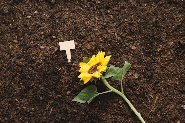 Concepto de jardinería con planta en tierra